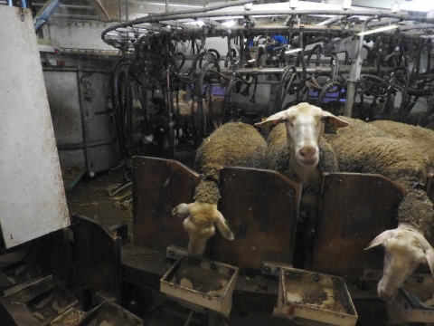 crise agricole salon agriculture aveyron